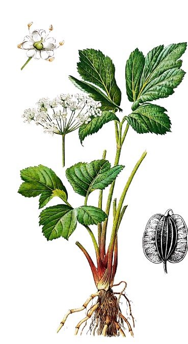 Peucédant Impératoire